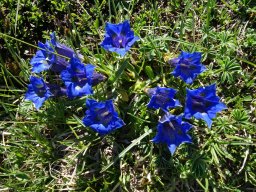 gentiana acaulis-a - 21/05/2020 -Vallon Combeau, Vercors (Drôme)